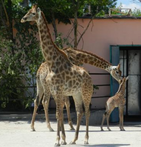 Первый жирафенок, родившийся в Украине, увидел солнце