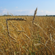 В Крыму значительная часть зерновых посевов погибла